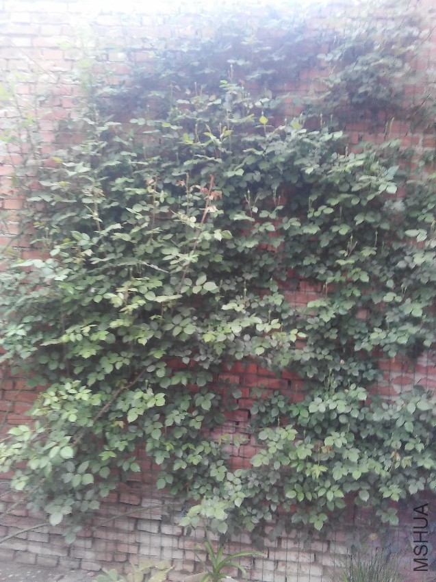 IMG20170420182011.jpg