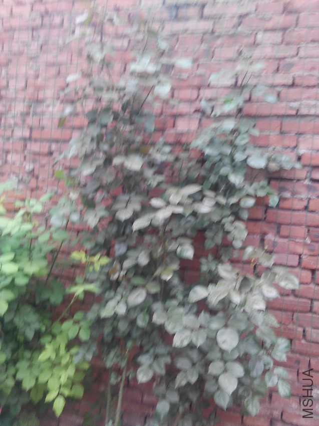 IMG20170420182038.jpg