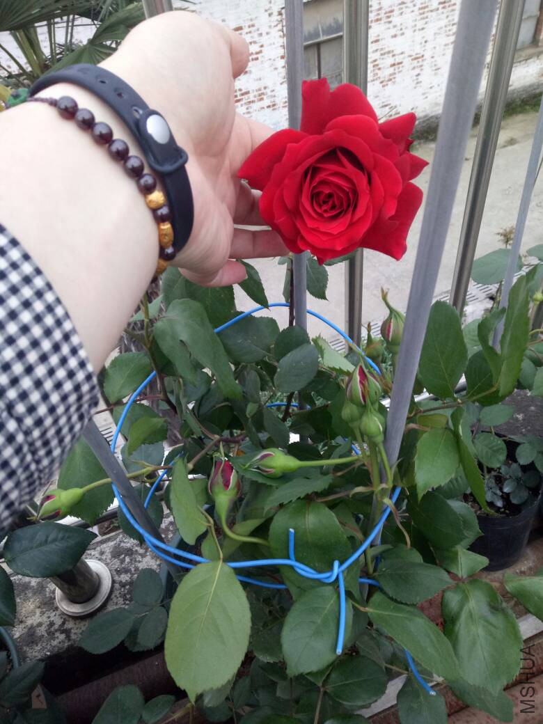 184653wi54zer90fa90nz7.jpg