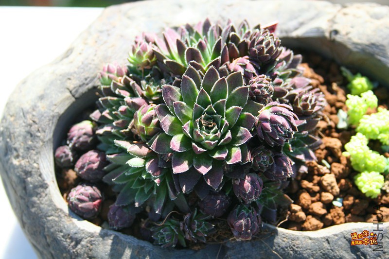 ��Ƭ 118_����.jpg