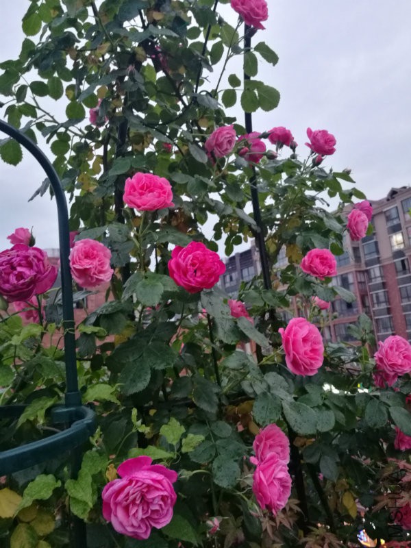 IMG_20170419_185614.jpg