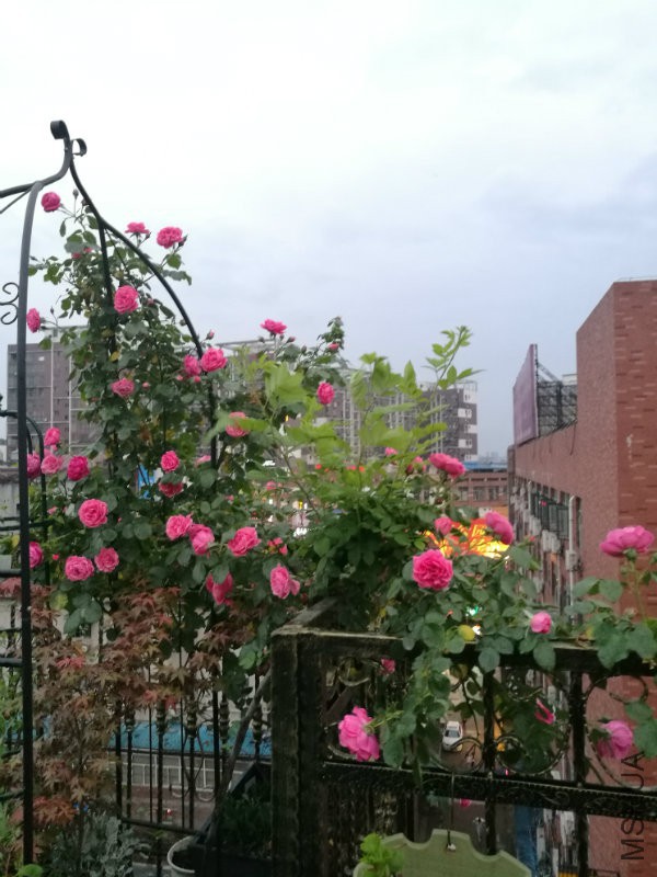 IMG_20170419_185705.jpg