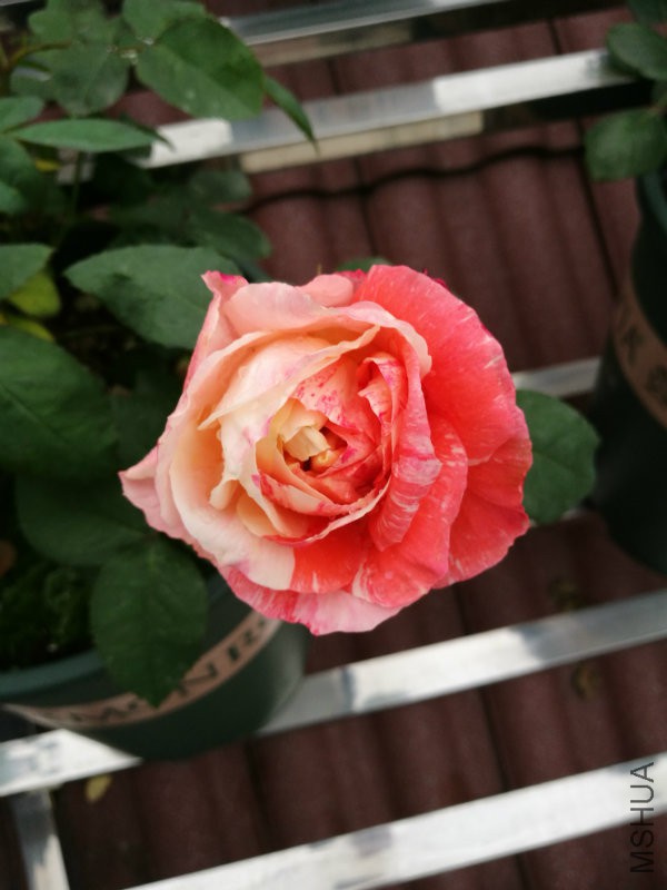IMG_20170420_171806.jpg