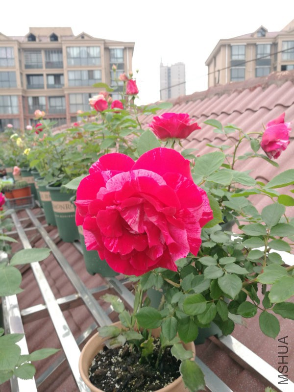 IMG_20170420_172218.jpg