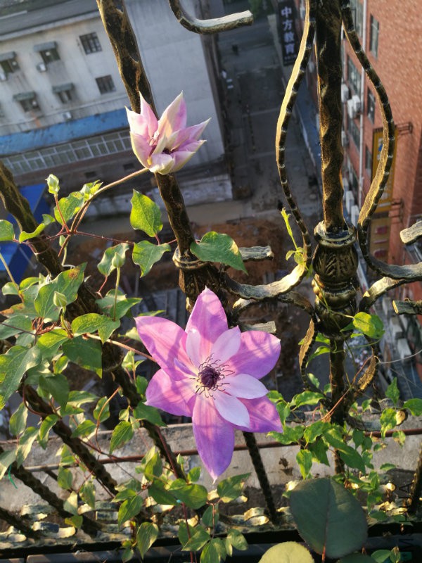 IMG_20170419_062547.jpg