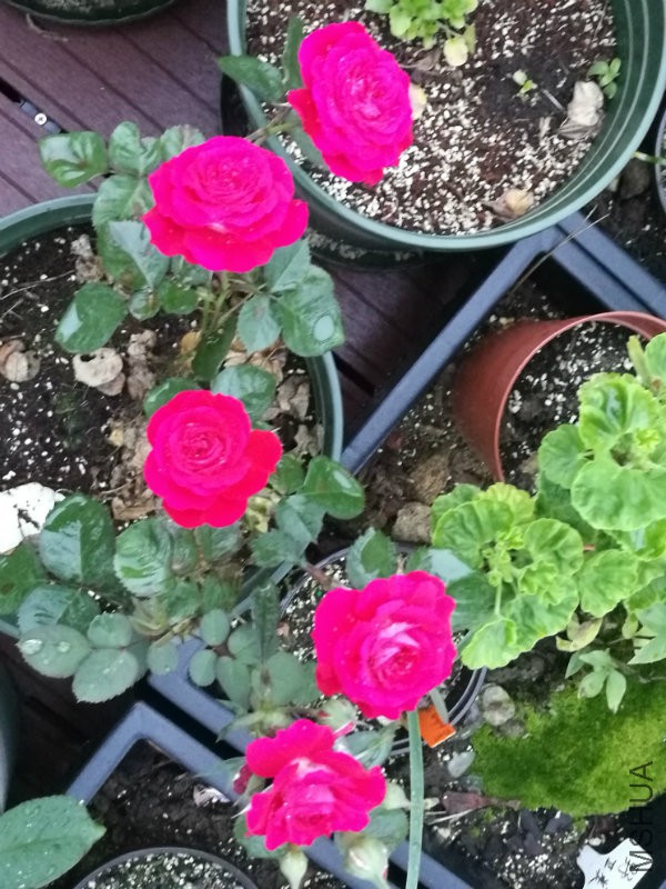 IMG_20170419_184215.jpg