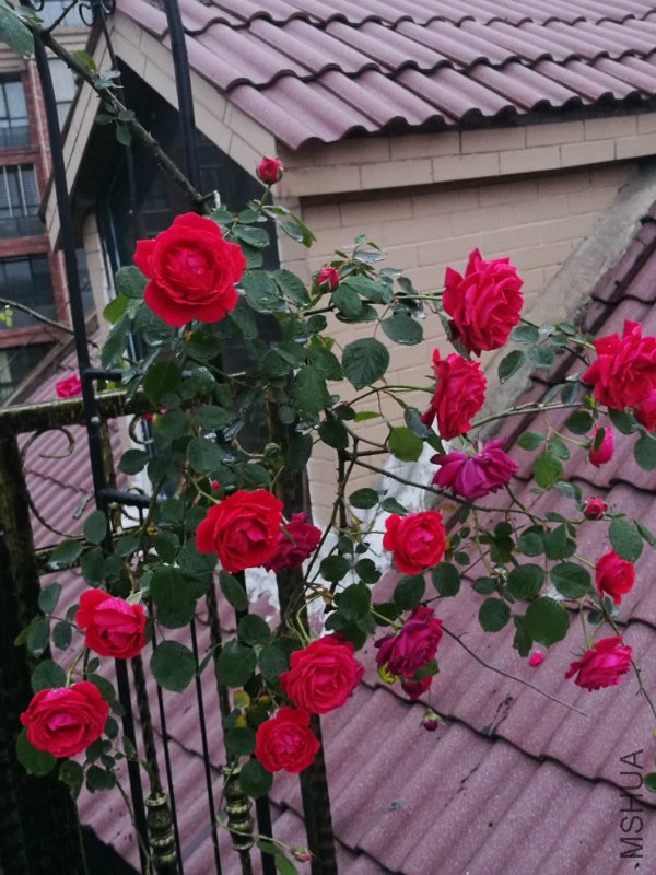 IMG_20170419_184405.jpg