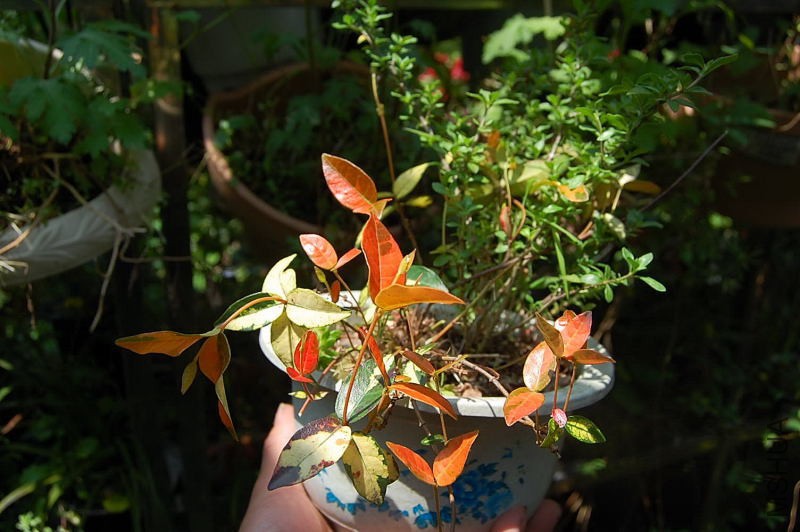 DSC_30830187.JPG