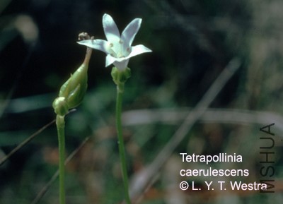 Tetr_caer_Maas&amp;Westra_sn_Guyana_phWestra_009 copy.jpg