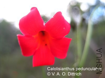 Calo_pedunculatus_VDittrich_2www.jpg