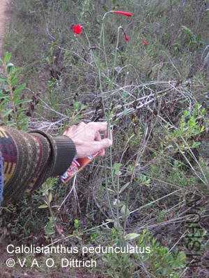 Calo_pedunculatus_VDittrich_4www2.jpg