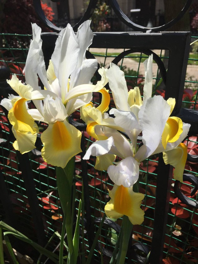 2017-04-15 100039.jpg