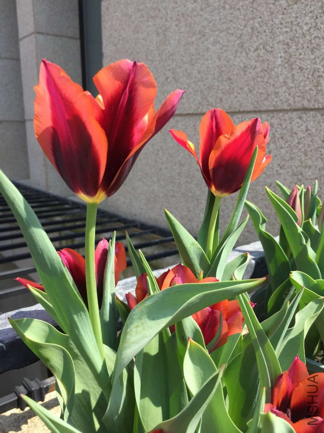 2017-04-03 102128.jpg