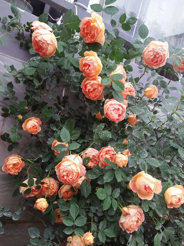 IMG20170421070827.jpg