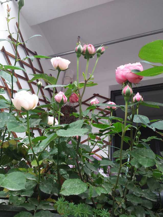 IMG20170421071345.jpg