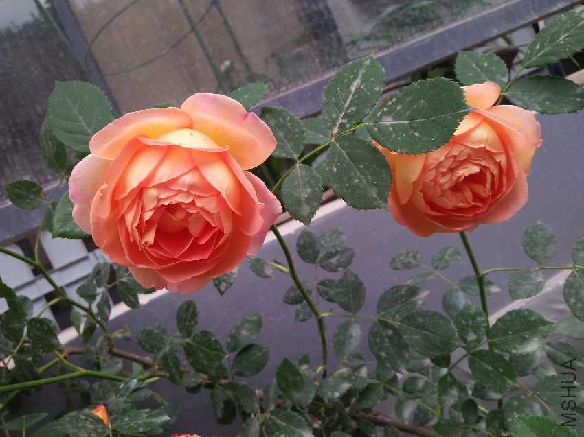 IMG20170419163302.jpg