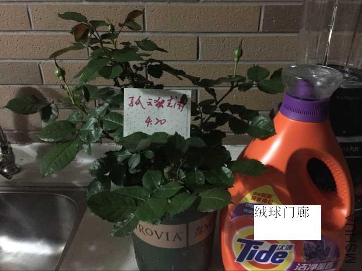 QQͼƬ20170421094107.jpg