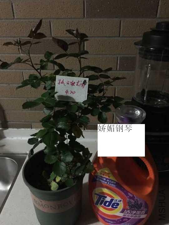 QQͼƬ20170421094121.jpg