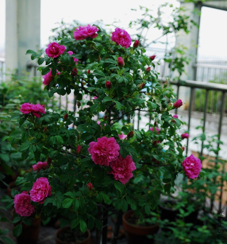 DSC_0887.jpg