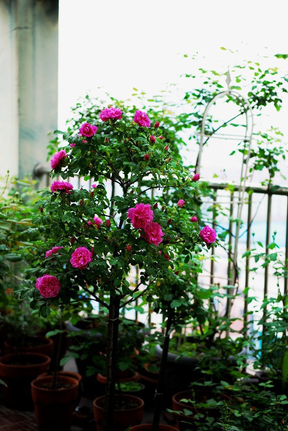 DSC_0868.jpg