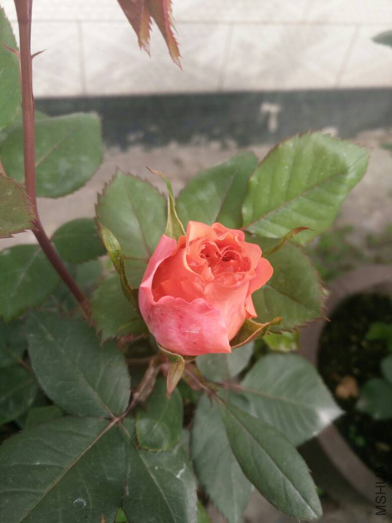 173635xsmptaqvpnncptsn.jpg