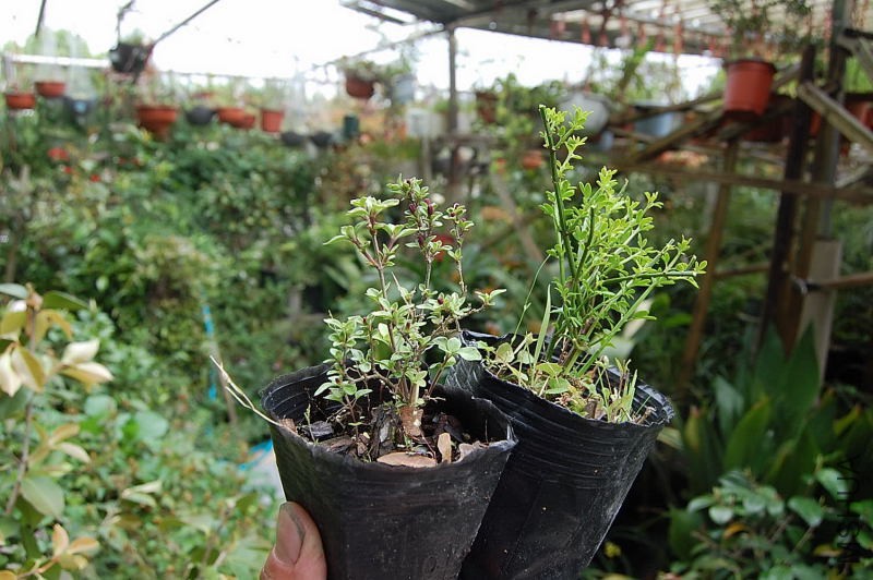 DSC_34010025.JPG