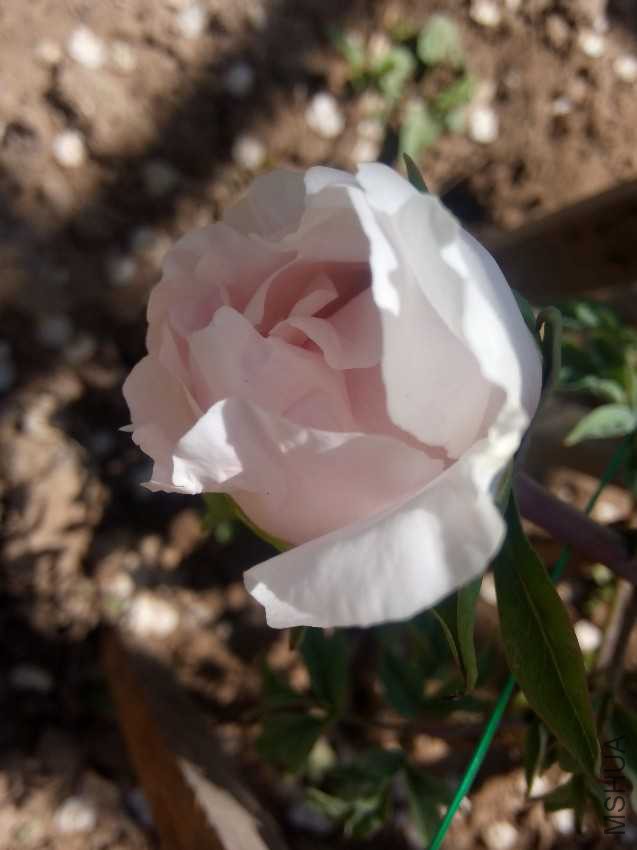 IMG20170422103639.jpg