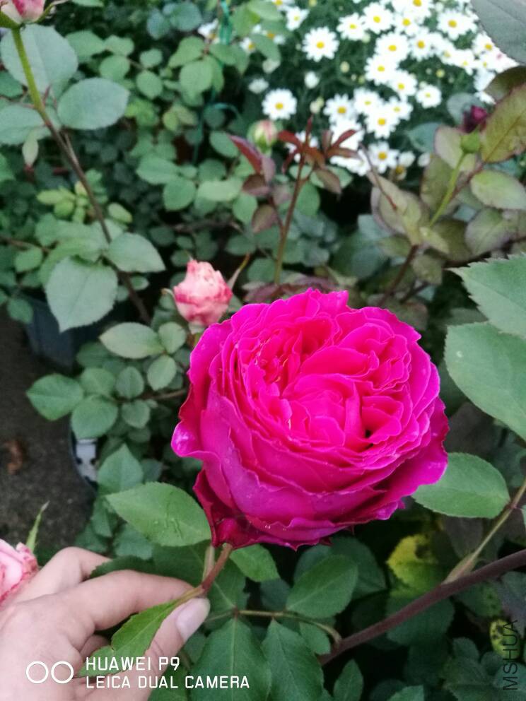 123926xs1n7141epmmn17f.jpg