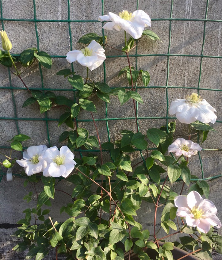 ���વ�����ذ�̫Զ