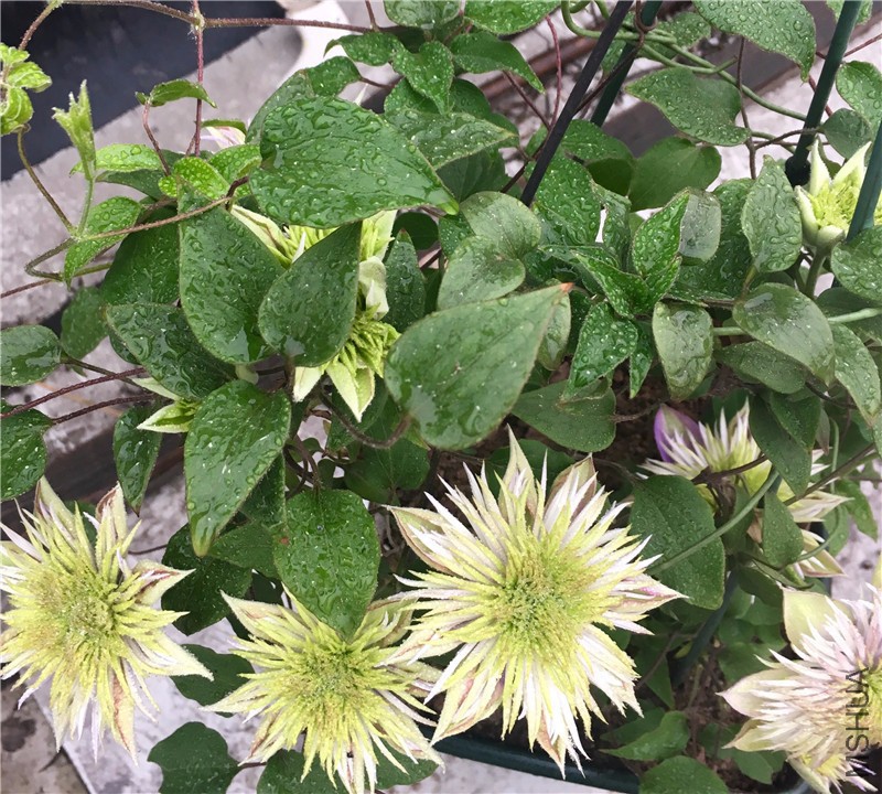 ˮ�������ɫ����