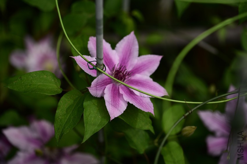 DSC_1768.JPG