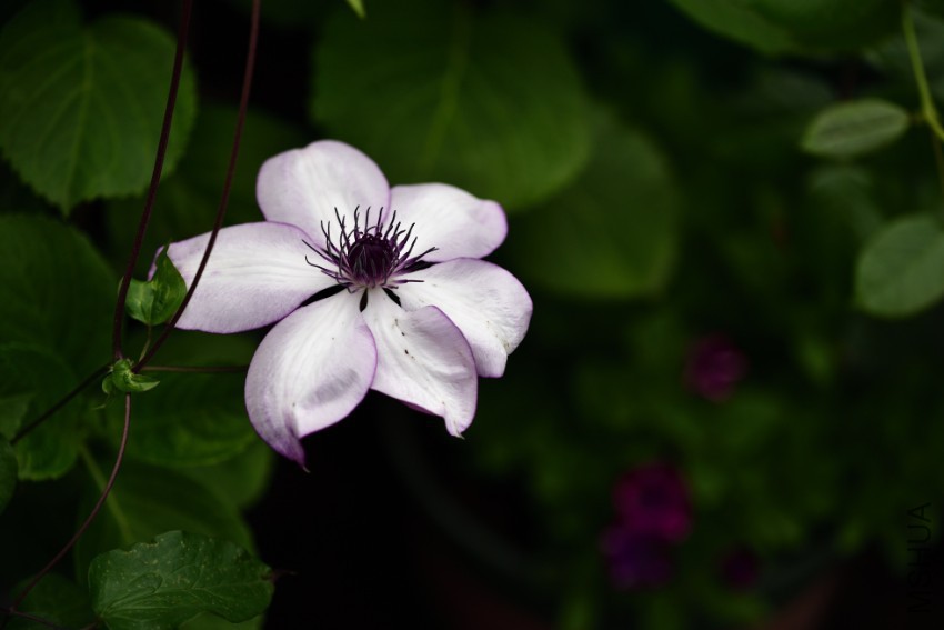 DSC_1773_00030.jpg