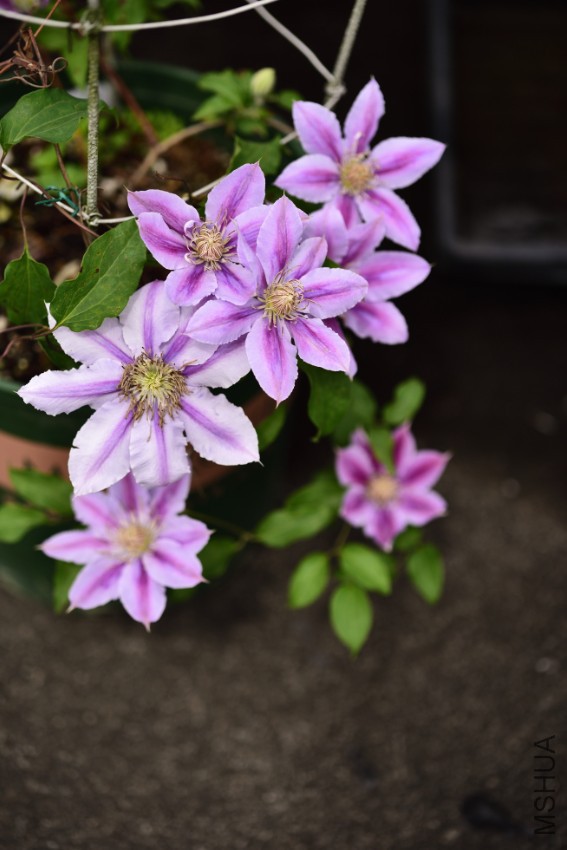 DSC_1811_00064.jpg