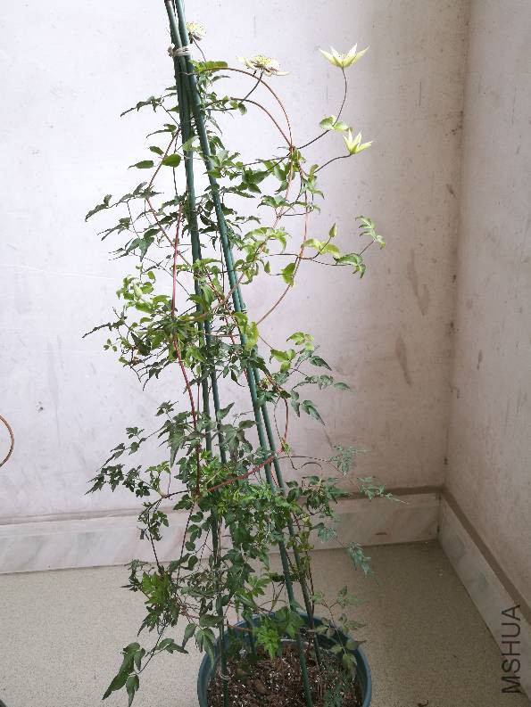 152009f3y4y6wzw066fhef.jpg