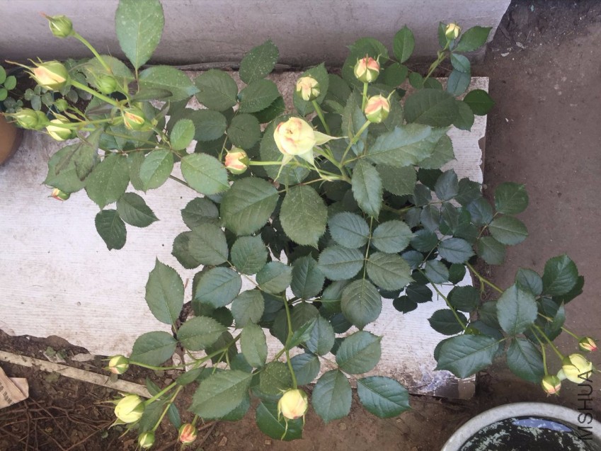 ��ɳ��ʯ��ľ�壬��ǰ���㿴��