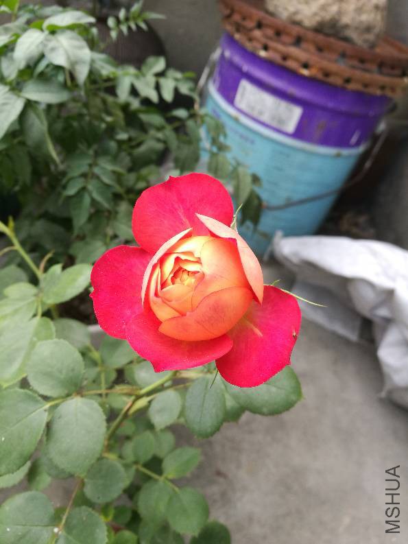 174822lz71zed1th1wa6kt.jpg