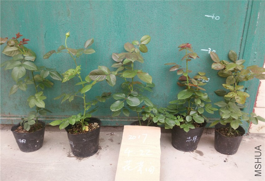 IMG_20170422_175721.jpg