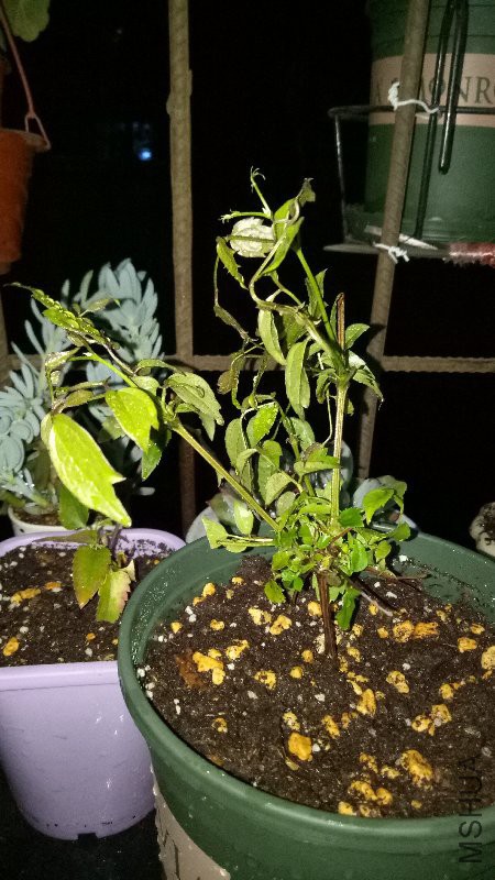 IMG20170422200628.jpg