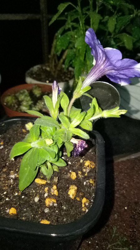 IMG20170422200522.jpg