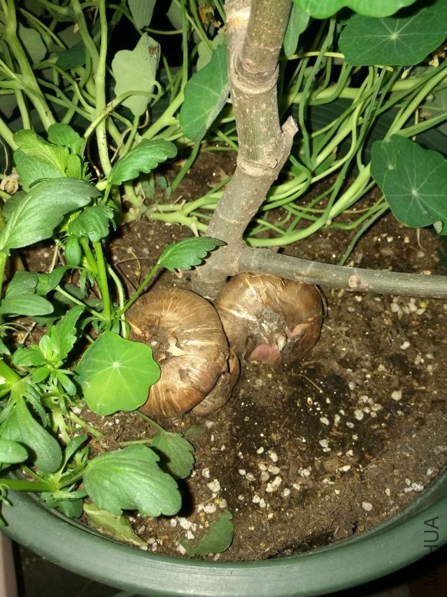 �����ѣ�ȥ�������ˣ�����޴��Ǹ�С����һ������Ĵ�С