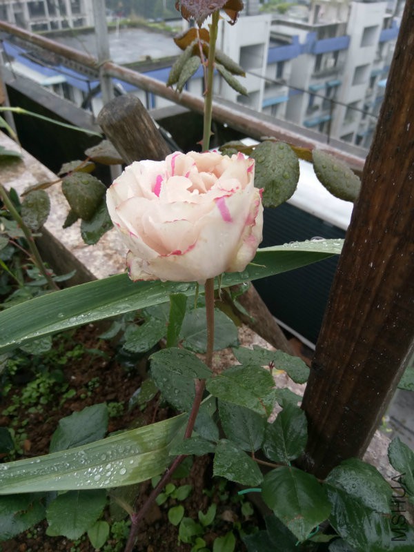 IMG_20170421_073804.jpg