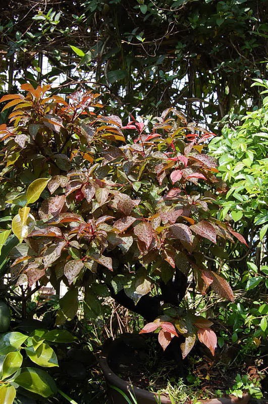 DSC_36770107.JPG