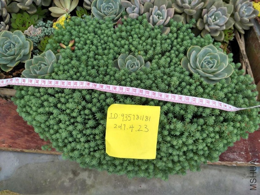 ��ѩ40CM20Ԫ