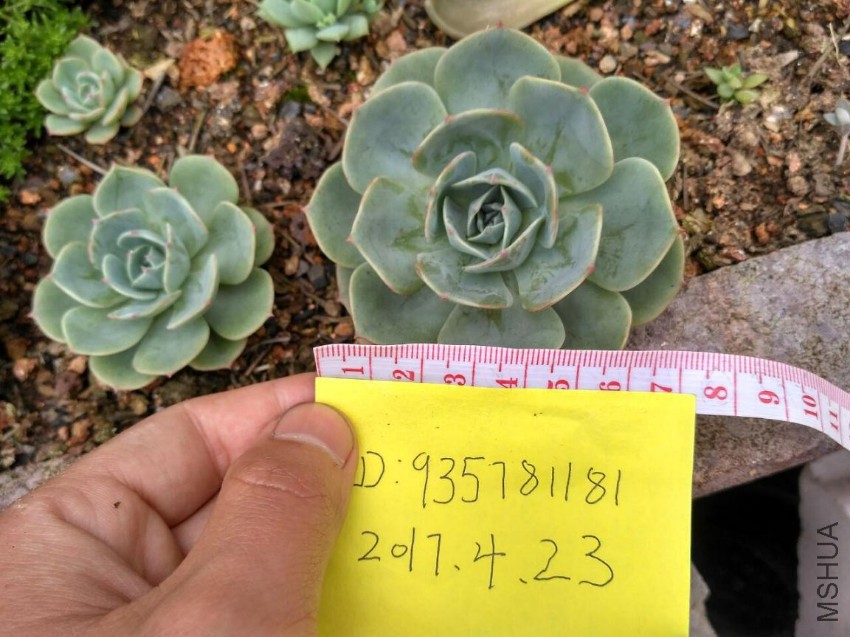 ���7CM3Ԫ