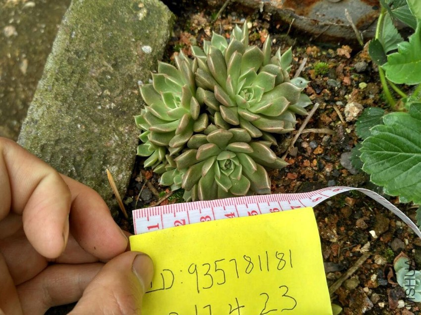 ����ά��6CM2Ԫ