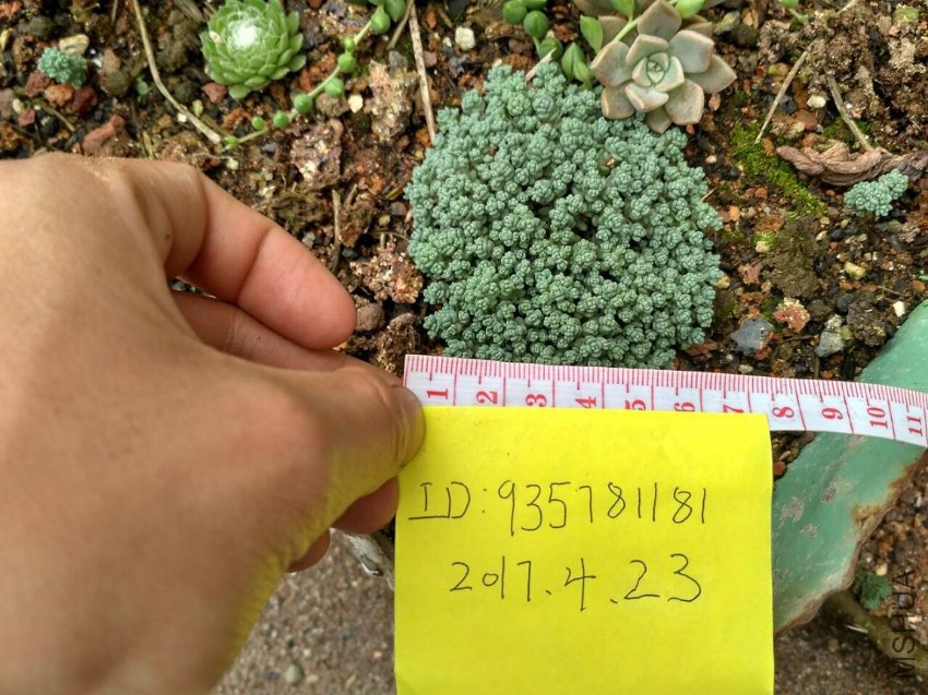 С��������7CM2Ԫ
