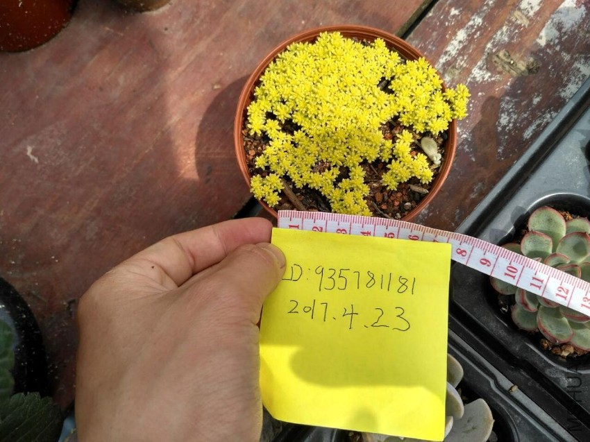 �ƽ��6CM2Ԫ