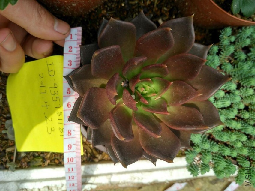 ������9CM4Ԫ