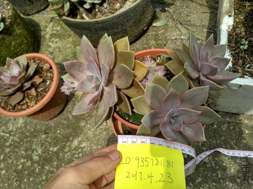 ����20CM8ͷ13Ԫ