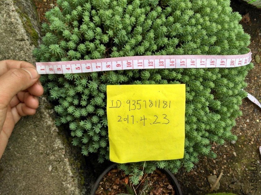 ��ѩ��22CM10Ԫ
